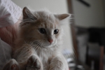 家猫
