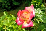 玫瑰花