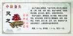 中医养生 灵芝