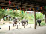 泰国普吉岛旅游大象