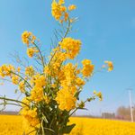 油菜花