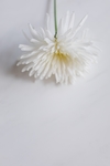 白色花