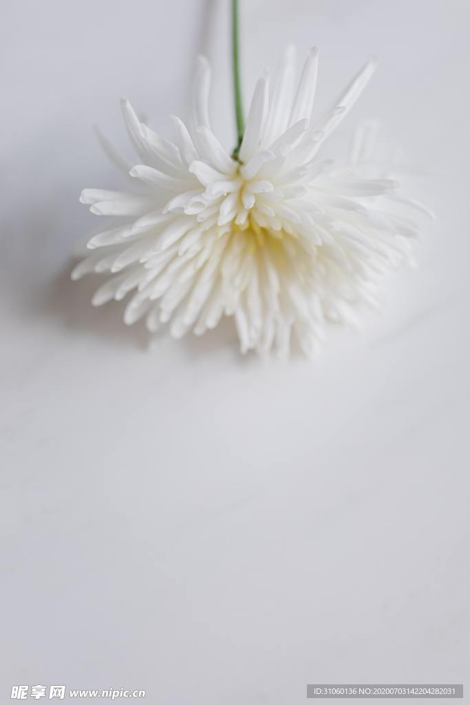 白色花