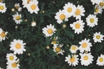 雏菊