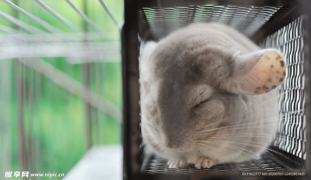 宠物   龙猫   宫崎骏