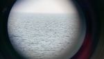 海鸟