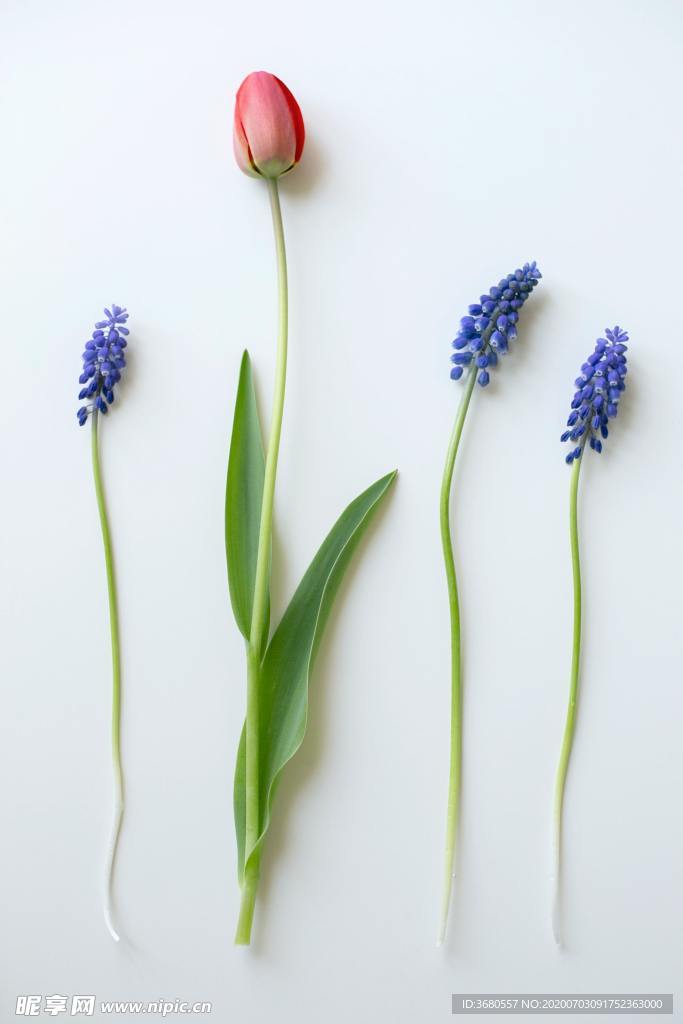 花朵特写