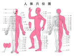 人体穴位图