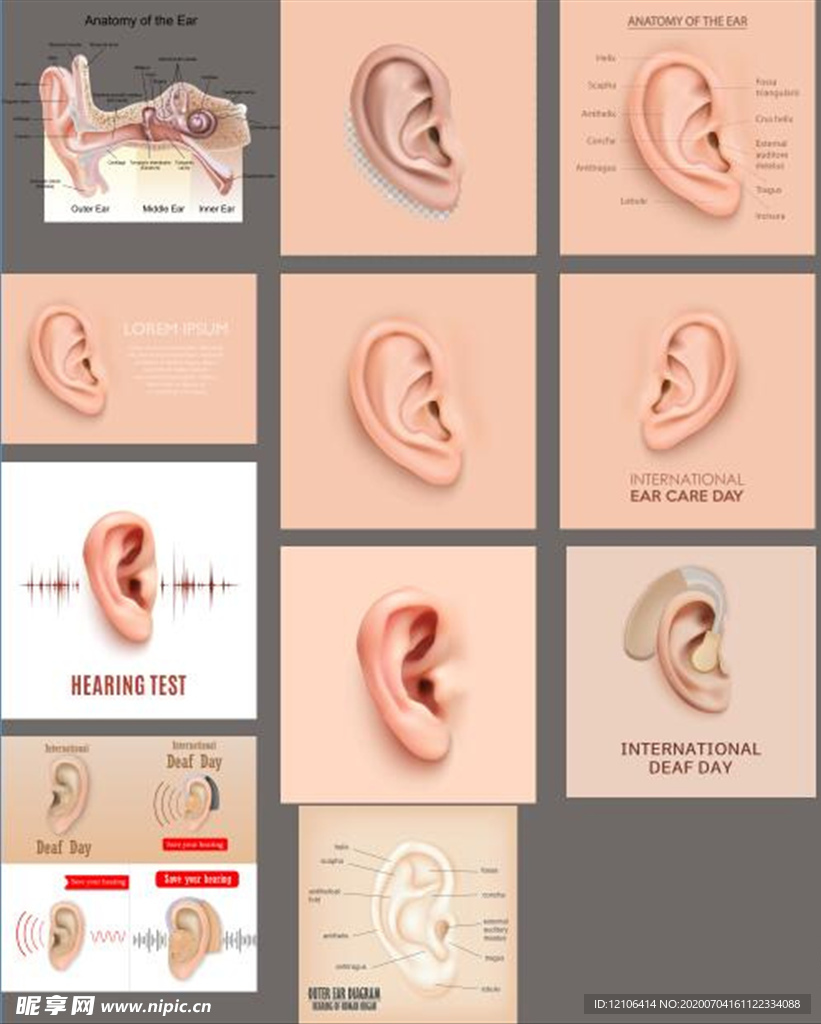 耳部结构解剖图矢量图