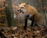 狐狸