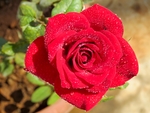玫瑰花