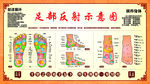 人体结构图足部反射示意图