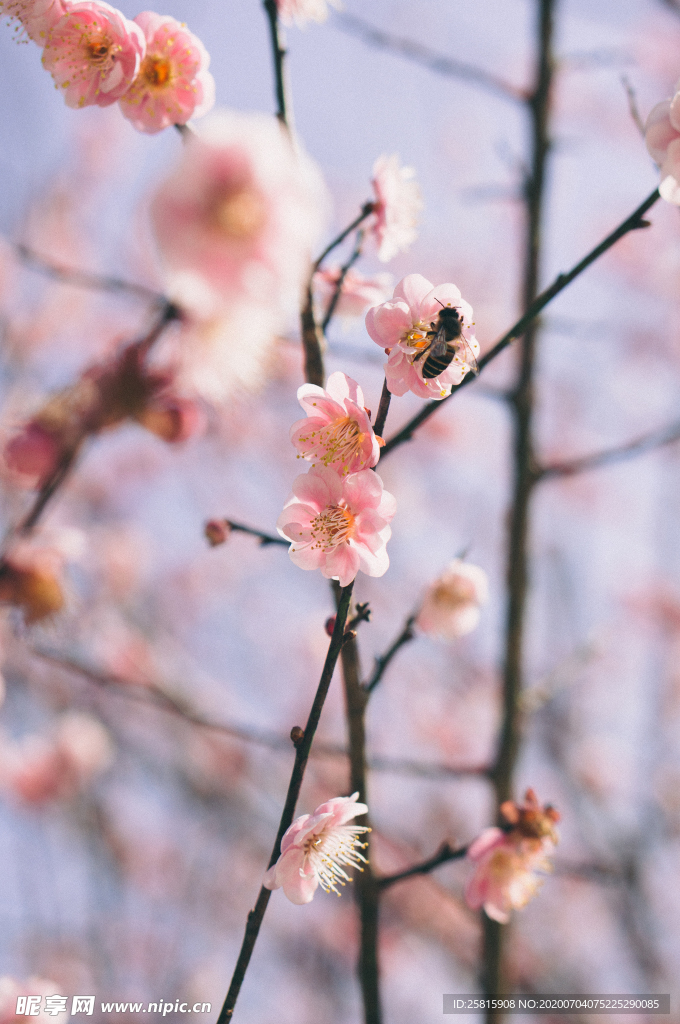 梅花