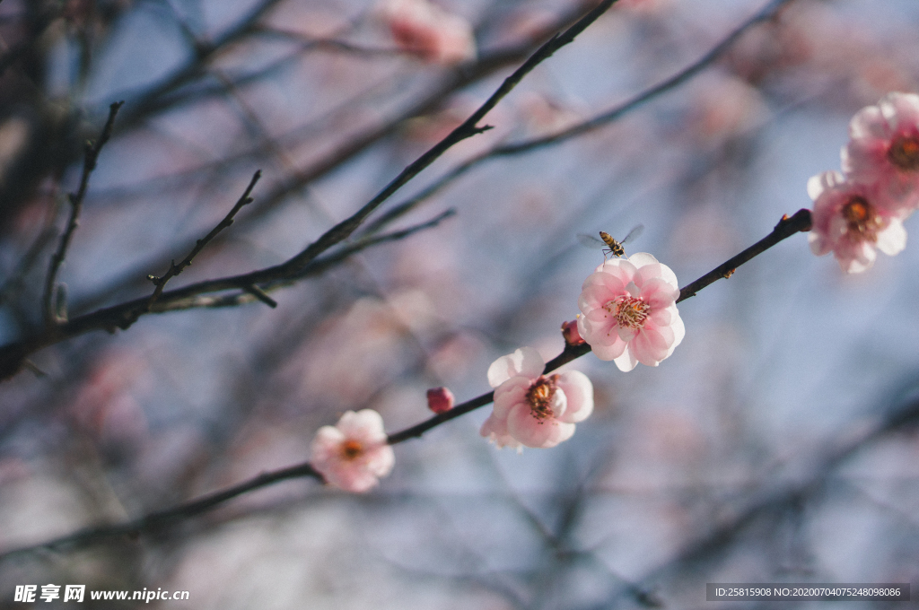 梅花