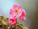 梅花