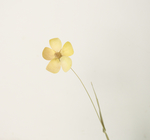 干花