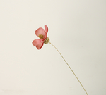 干花