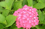 八仙花