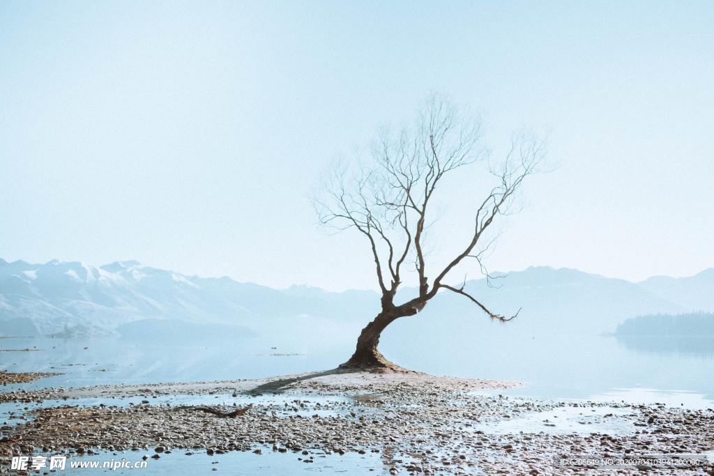 湖边枯树景色