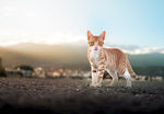 中华田园小猫