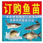 鱼苗