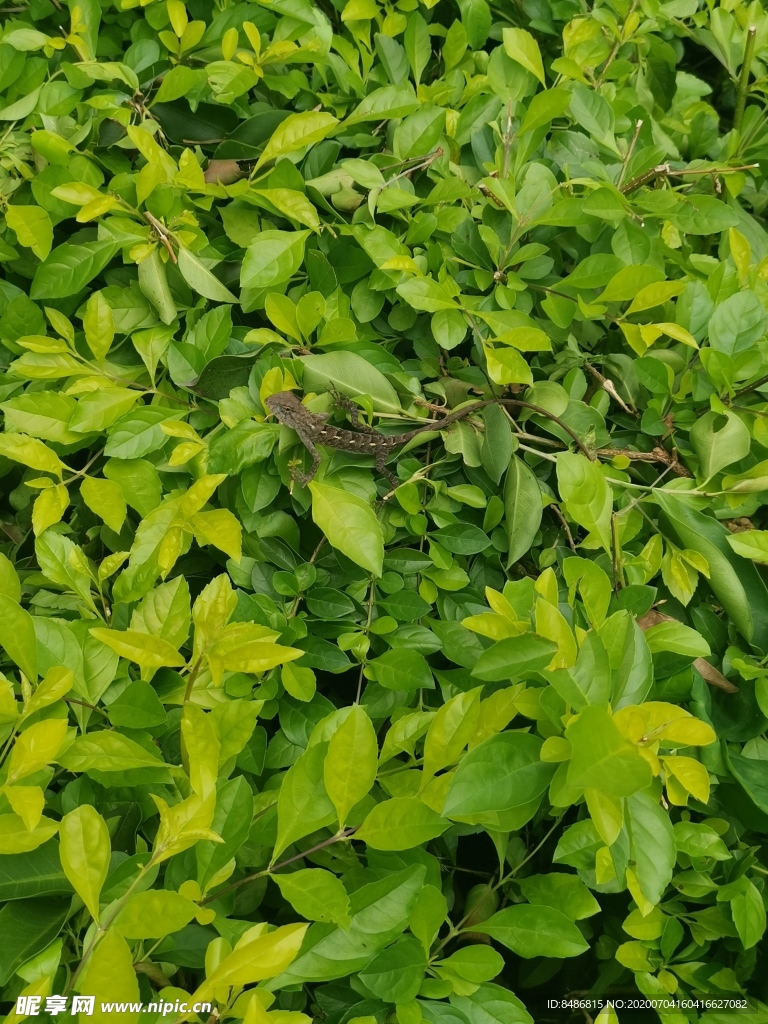 草地上的危险