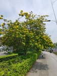 黄花树