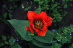 郁金香花