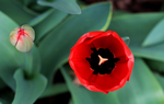 郁金香花