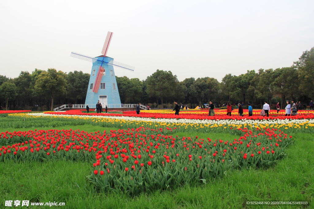 郁金香花园