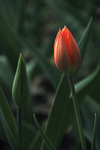 郁金香花