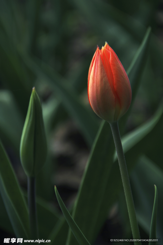 郁金香花