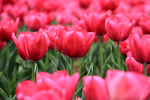 郁金香花