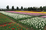 郁金香花园