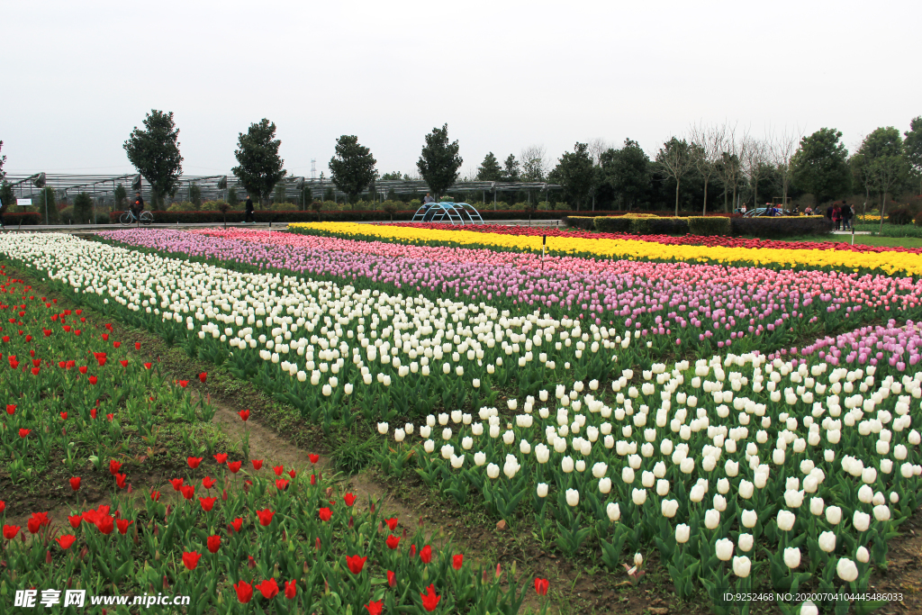 郁金香花园