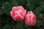 郁金香花