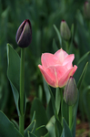 郁金香花