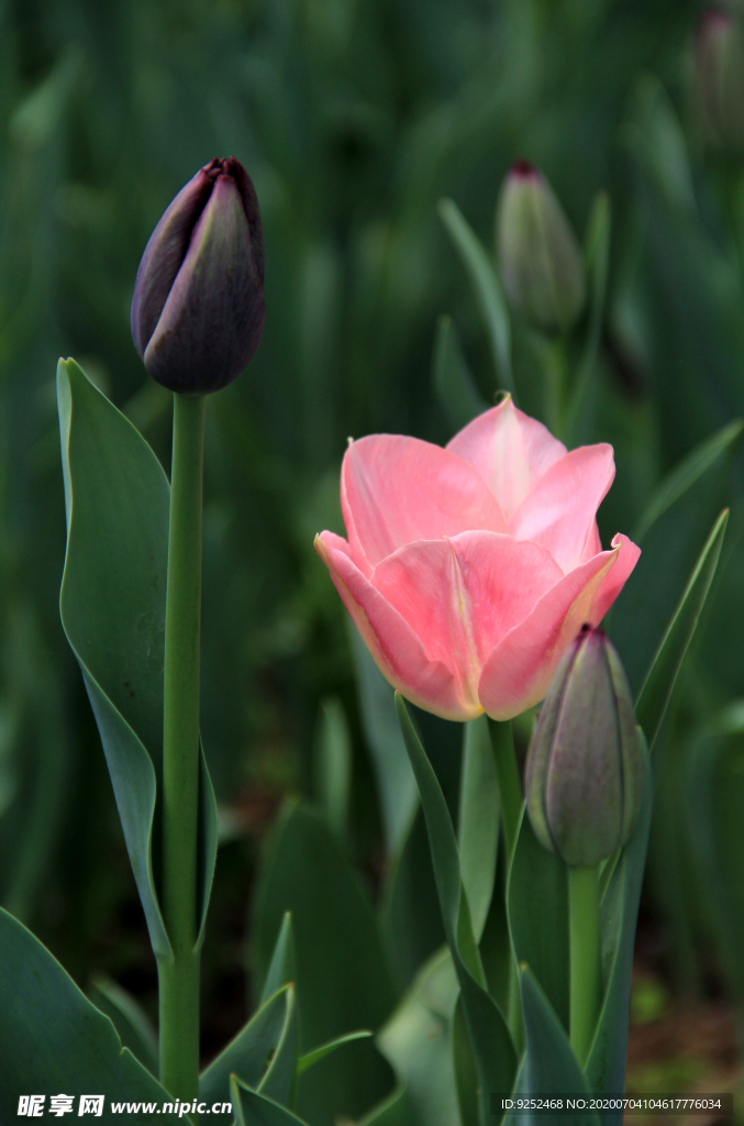 郁金香花