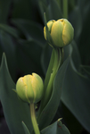 郁金香花