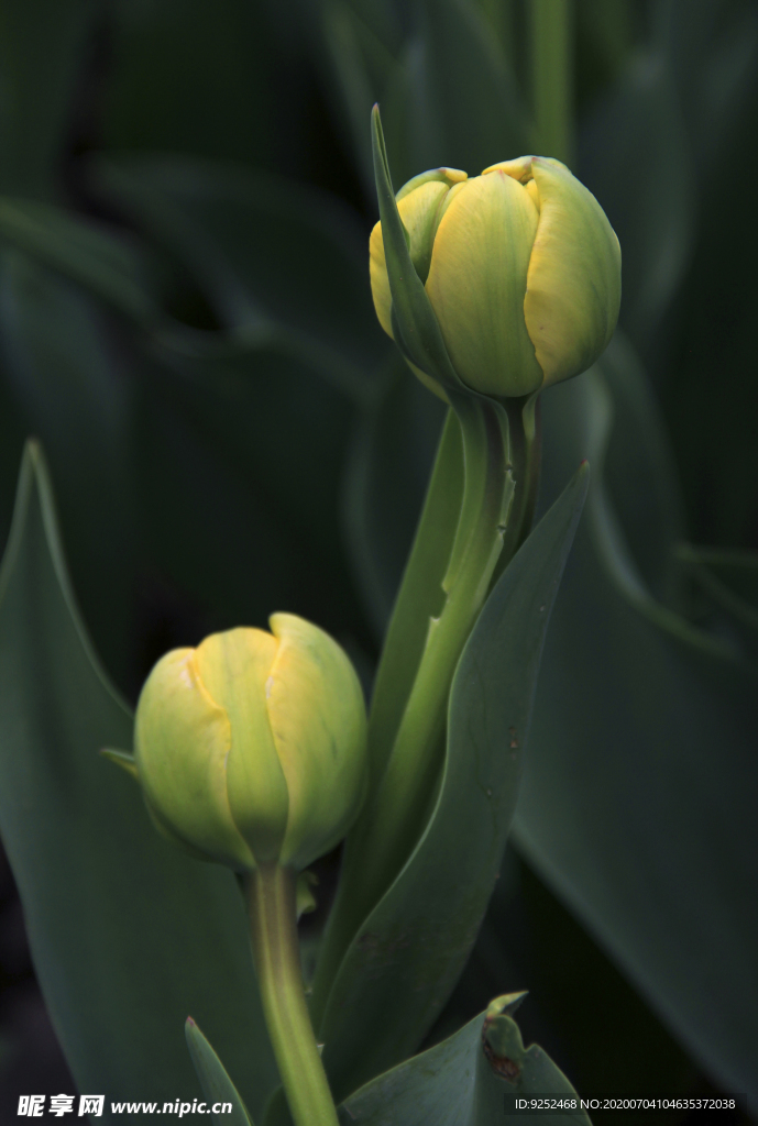 郁金香花