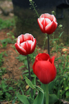 郁金香花