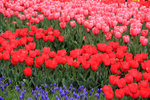 郁金香花园