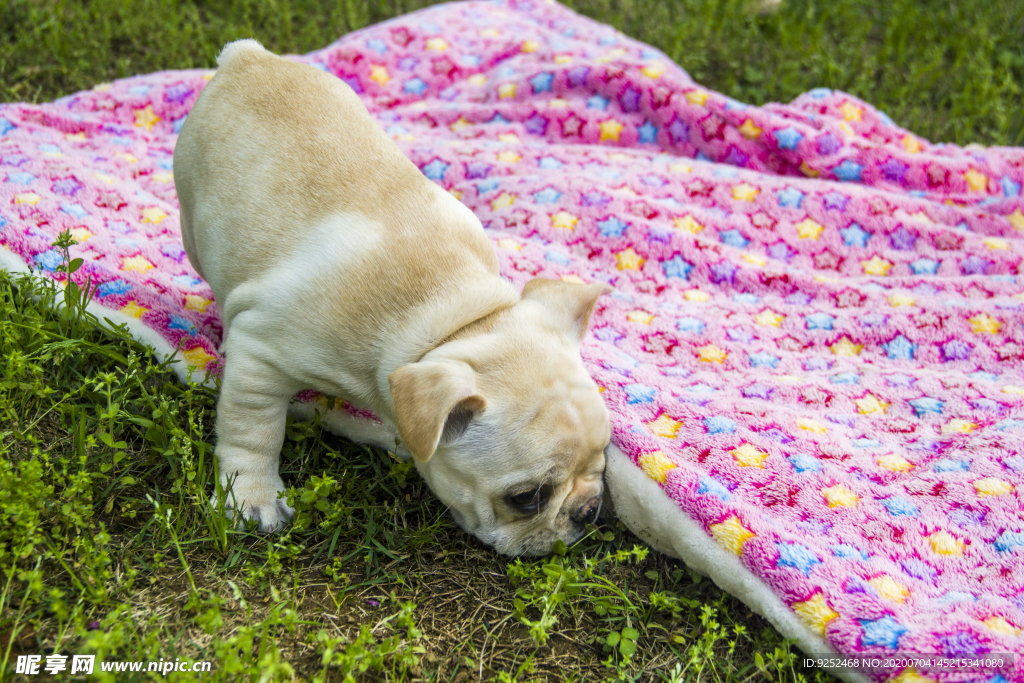 奶油法斗犬