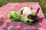 斗牛犬