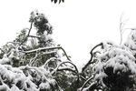 树枝积雪