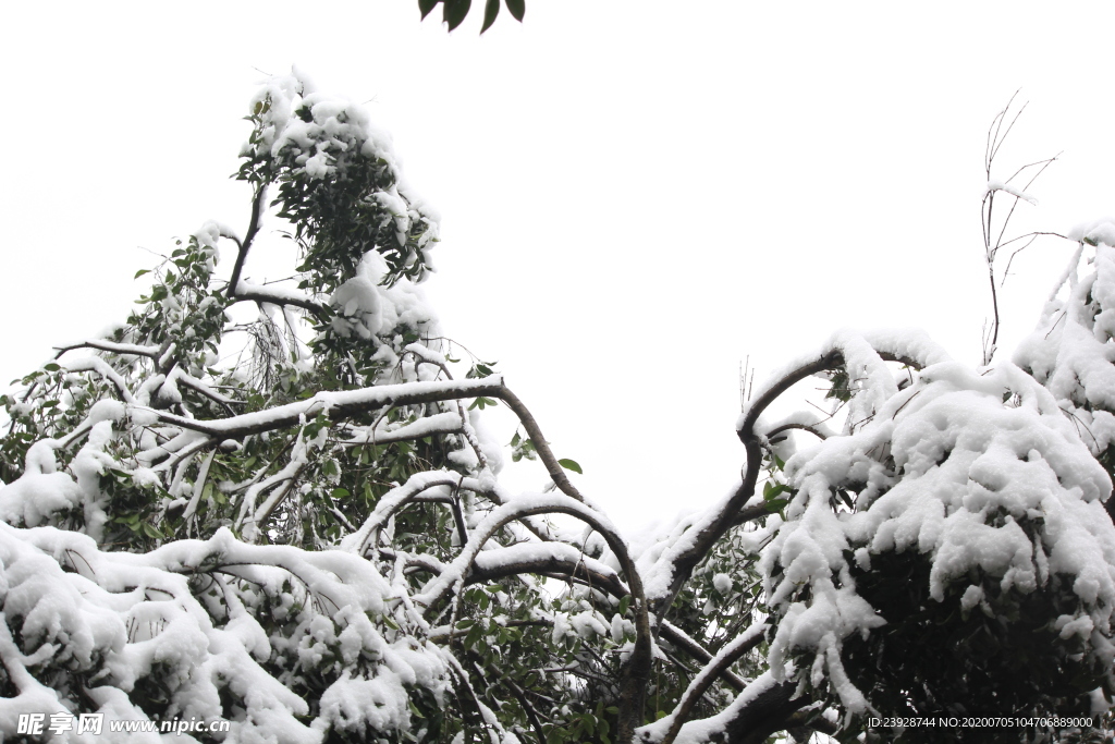 树枝积雪