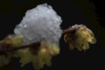 雪景梅花