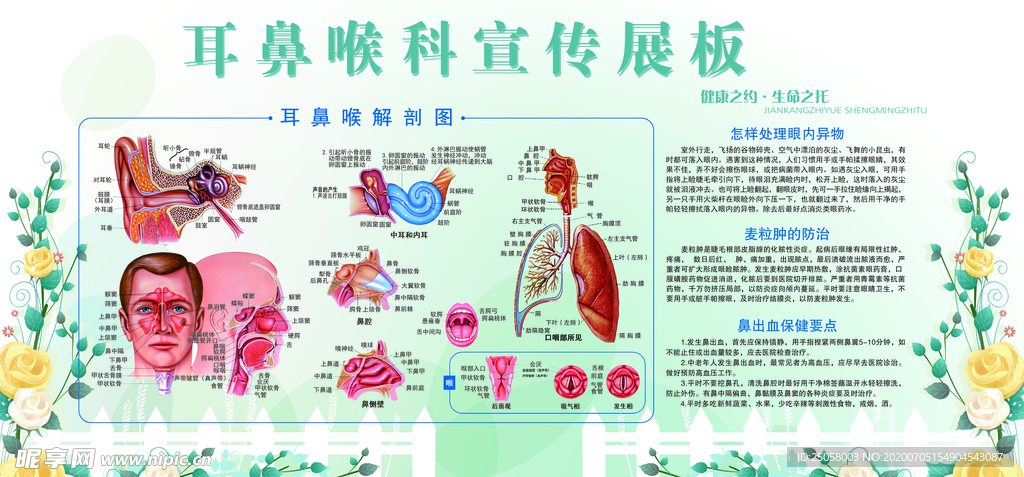 耳鼻喉科宣传展板