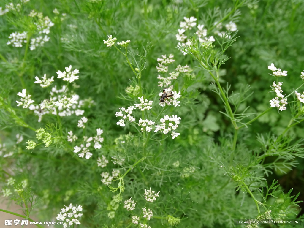 小蜜蜂采香菜花