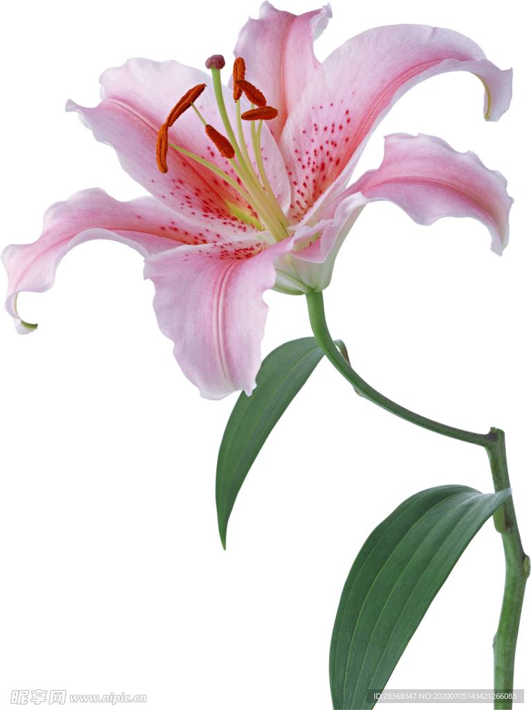 百合花